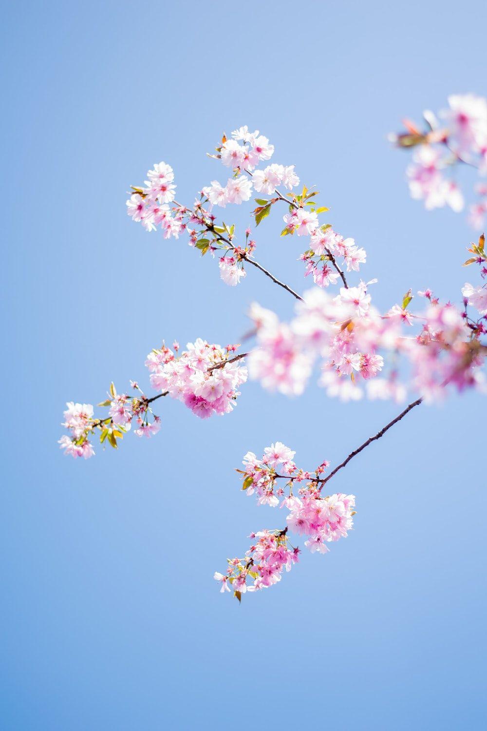 1000x1500 Cherry Tree Picture. Download Free Image