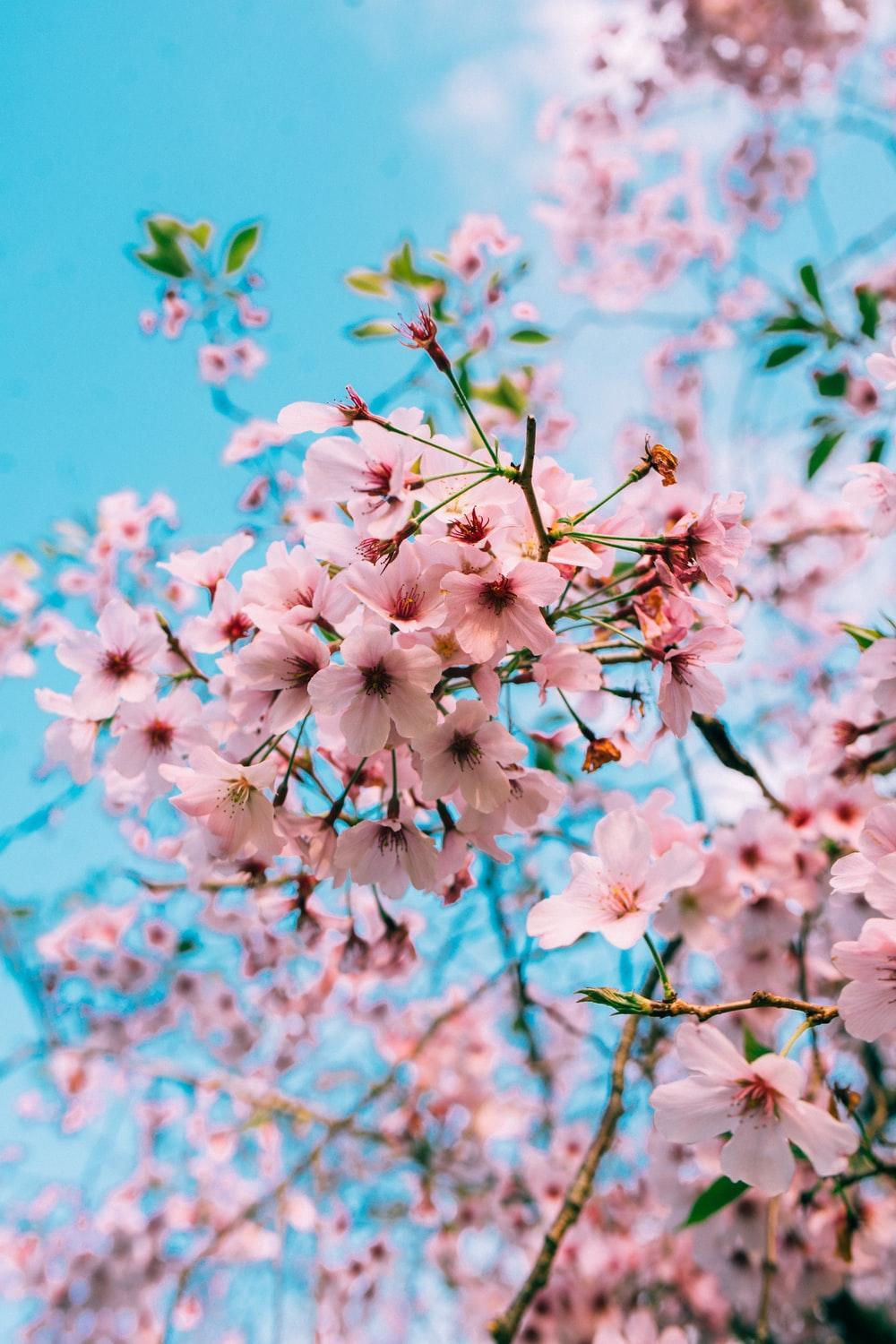 1000x1500 Cherry Blossom Trees Wallpaper