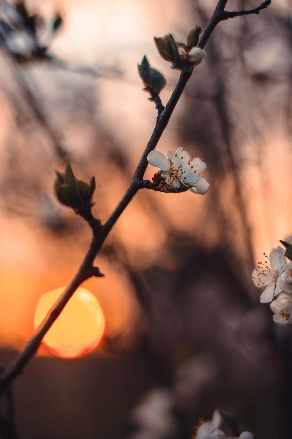 1000x1500 Cherry Tree Picture. Download Free Image