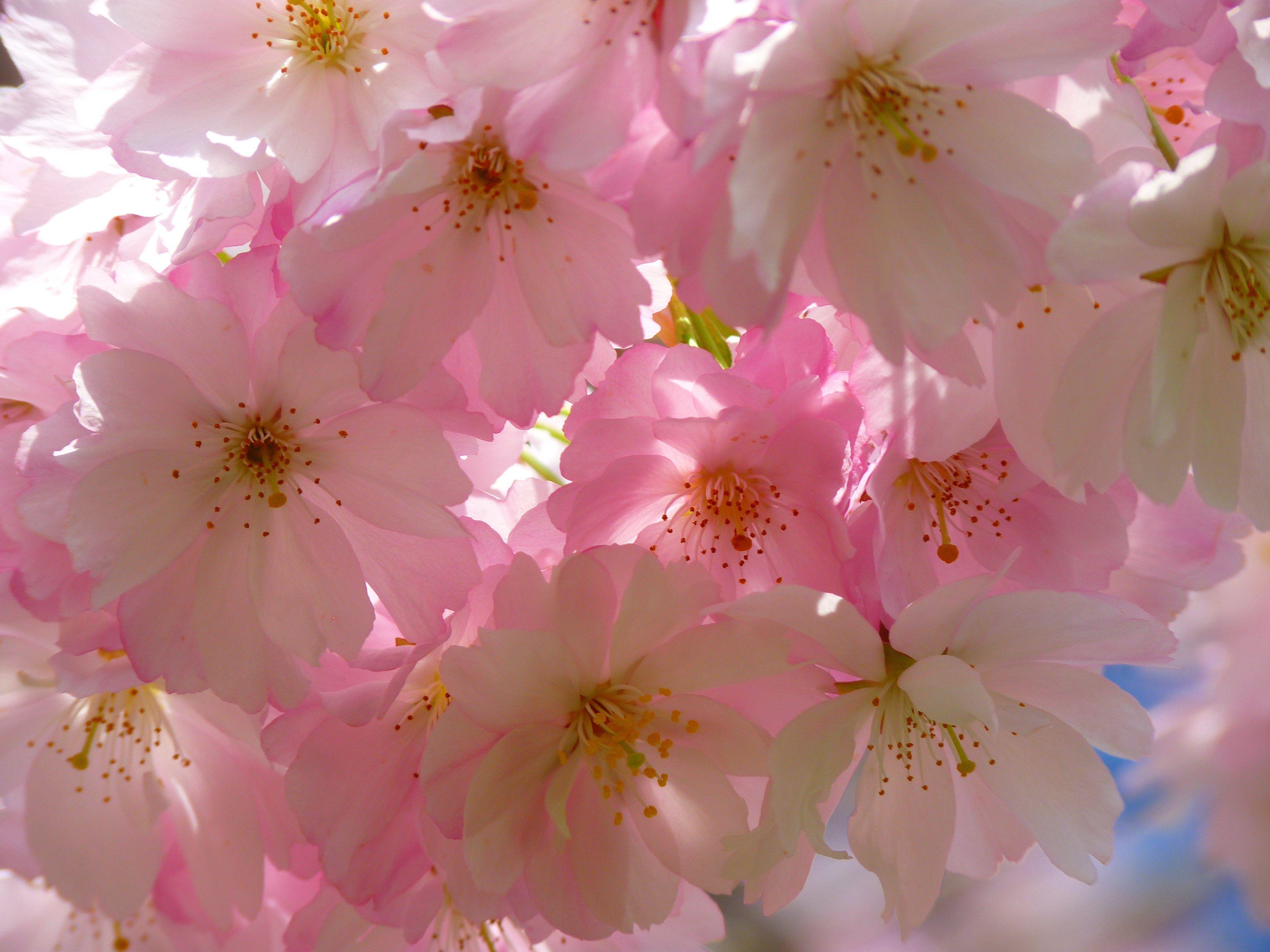 4000x3000 4K Sunset Cherry Blossom .