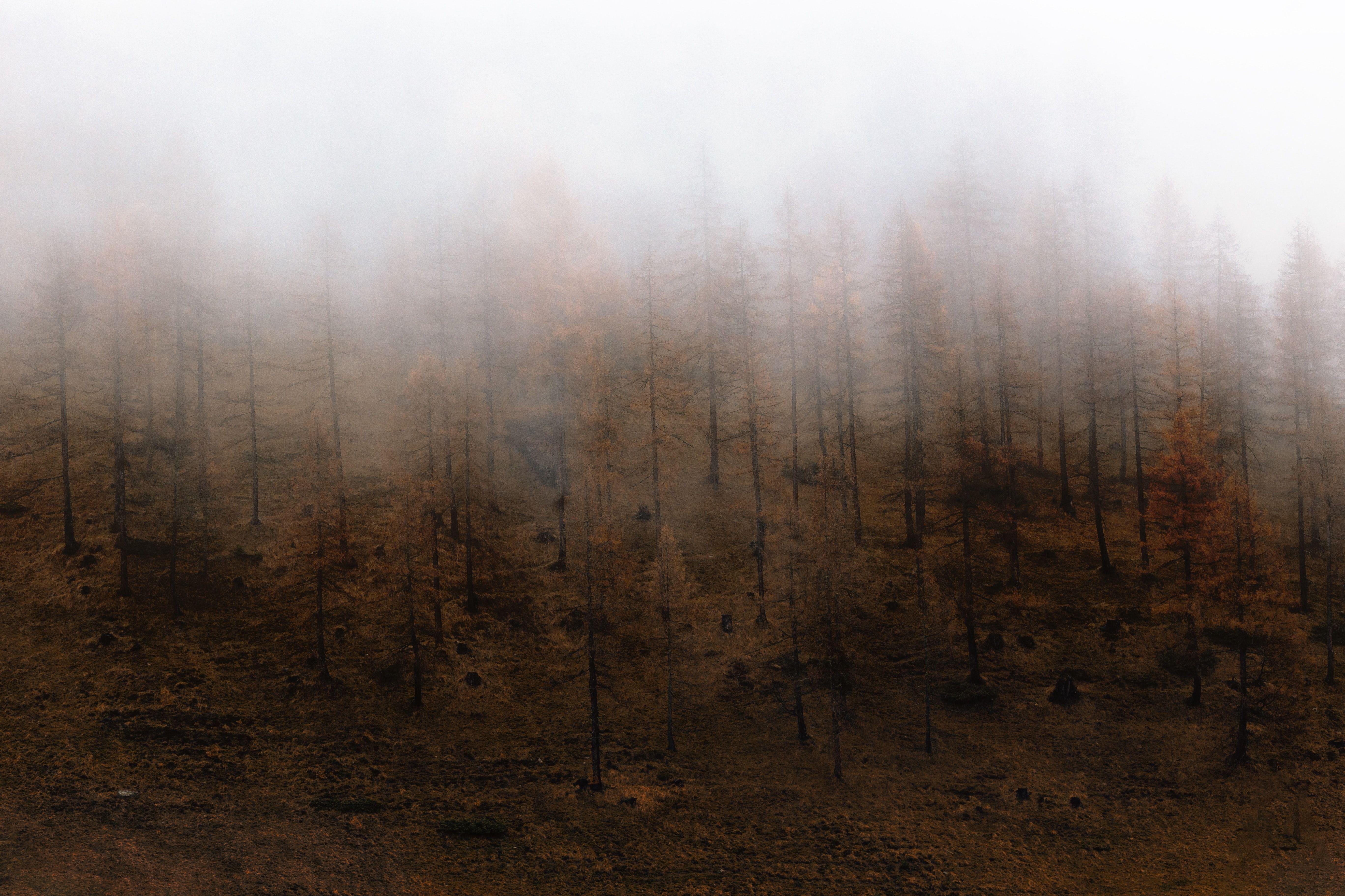 5472x3648 Foggy Forest Desktop Wallpaper Forest Wallpaper