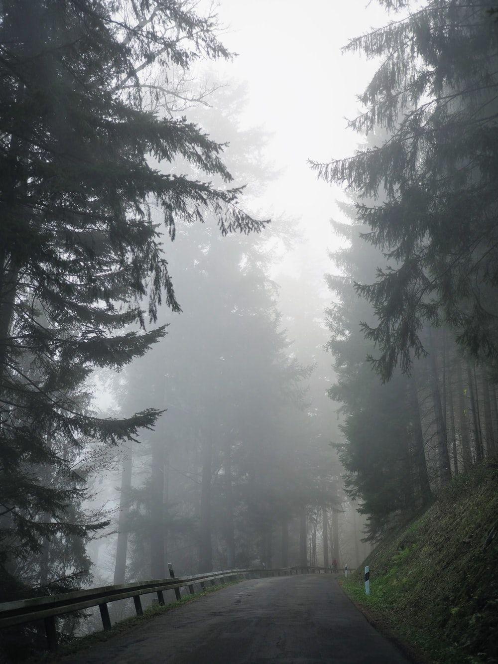 1000x1333 Foggy Forest Picture [Stunning!]. Download Free Image