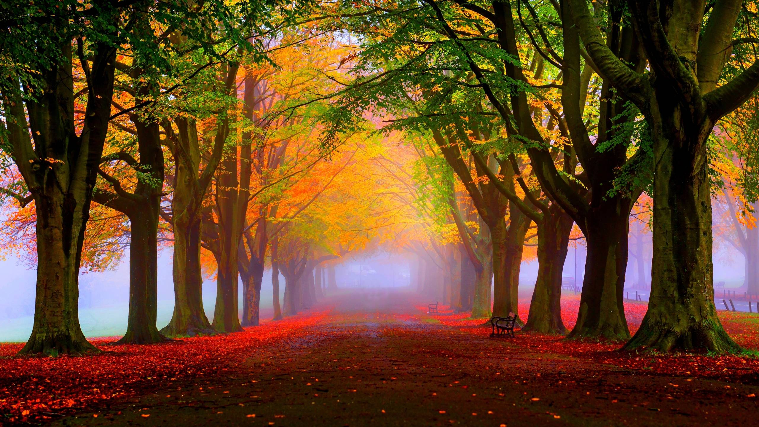 Fall Fog Wallpapers - Top Free Fall Fog Backgrounds - WallpaperAccess