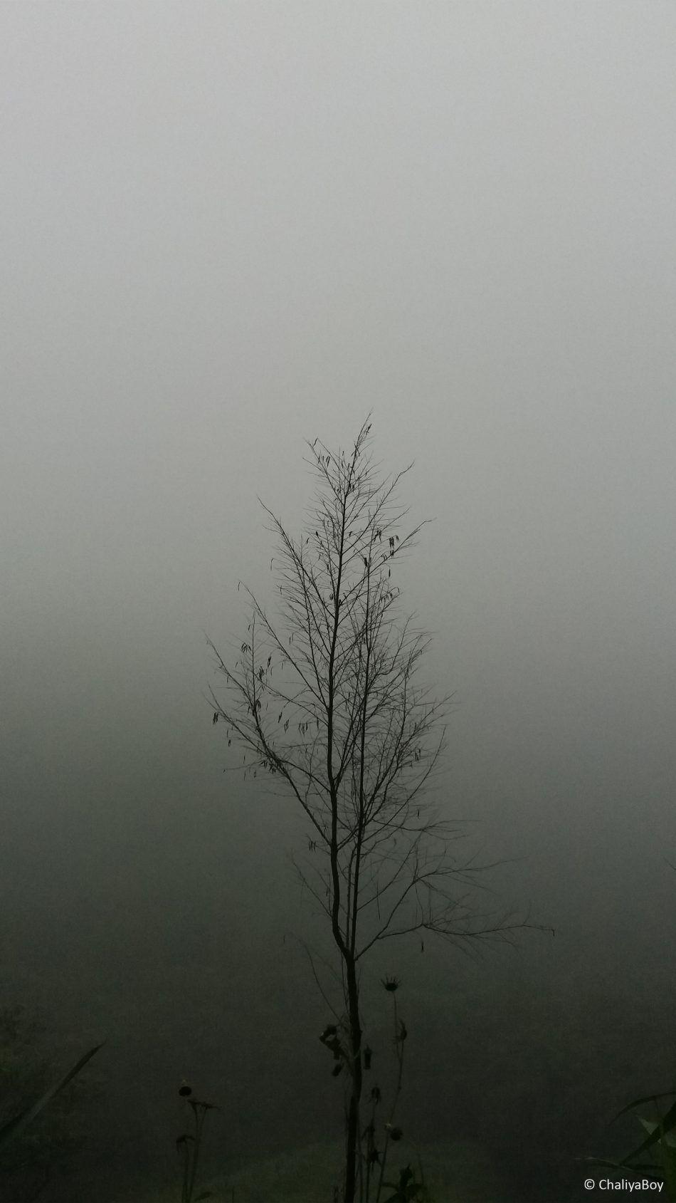950x1689 Tree Fog Rain Hills 4K Ultra HD Mobile Wallpaper. November wallpaper, Rain picture, Photography wallpaper