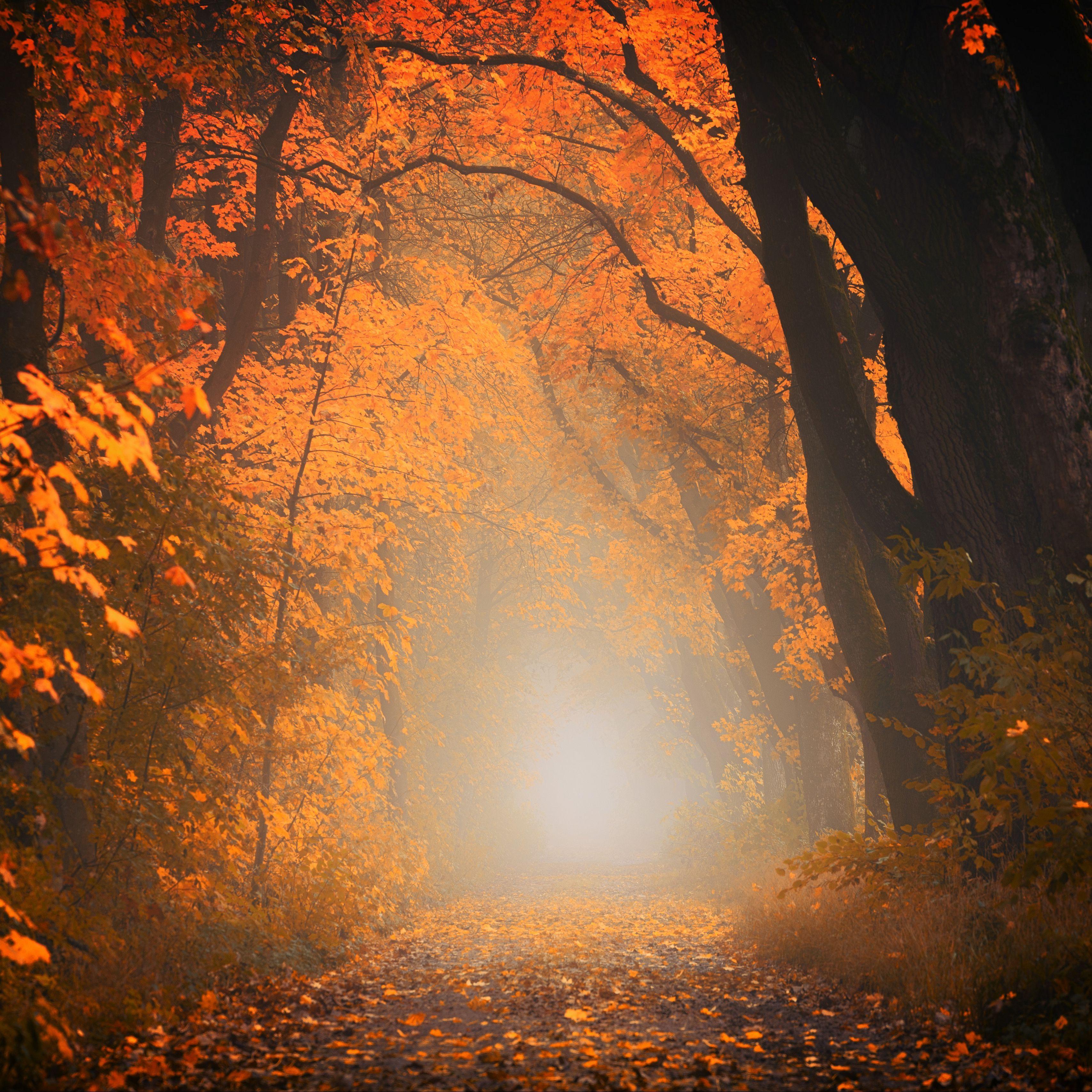 Fall Fog Wallpapers - Top Free Fall Fog Backgrounds - WallpaperAccess