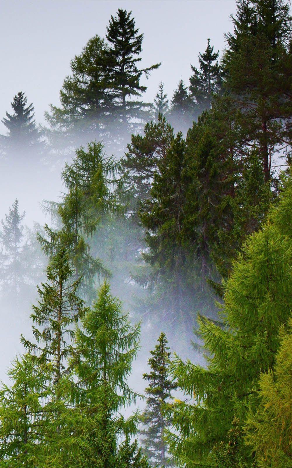 1000x1600 Deep Forest Mist Rainy Day Free HD Mobile Wallpaper