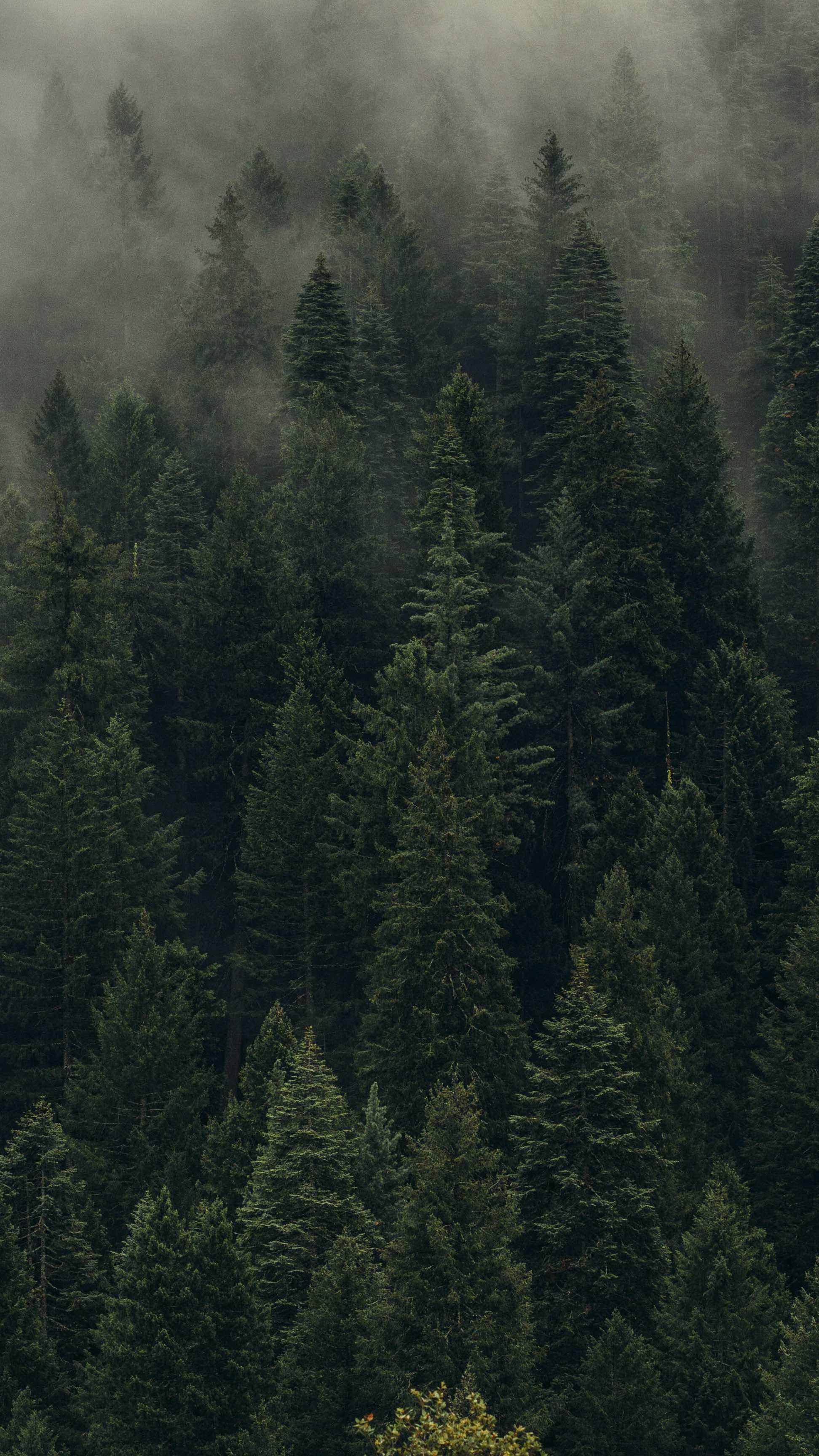 1944x3456 Wallpaper HD Download For Android Mobile Forest