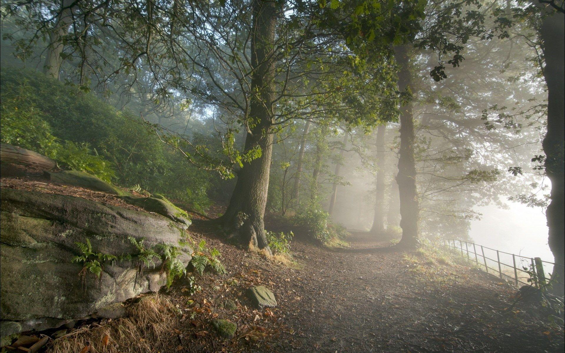 1920x1200 Fog Mist Nature Landscapes Trees Forest Wallpaper [1920x1200]