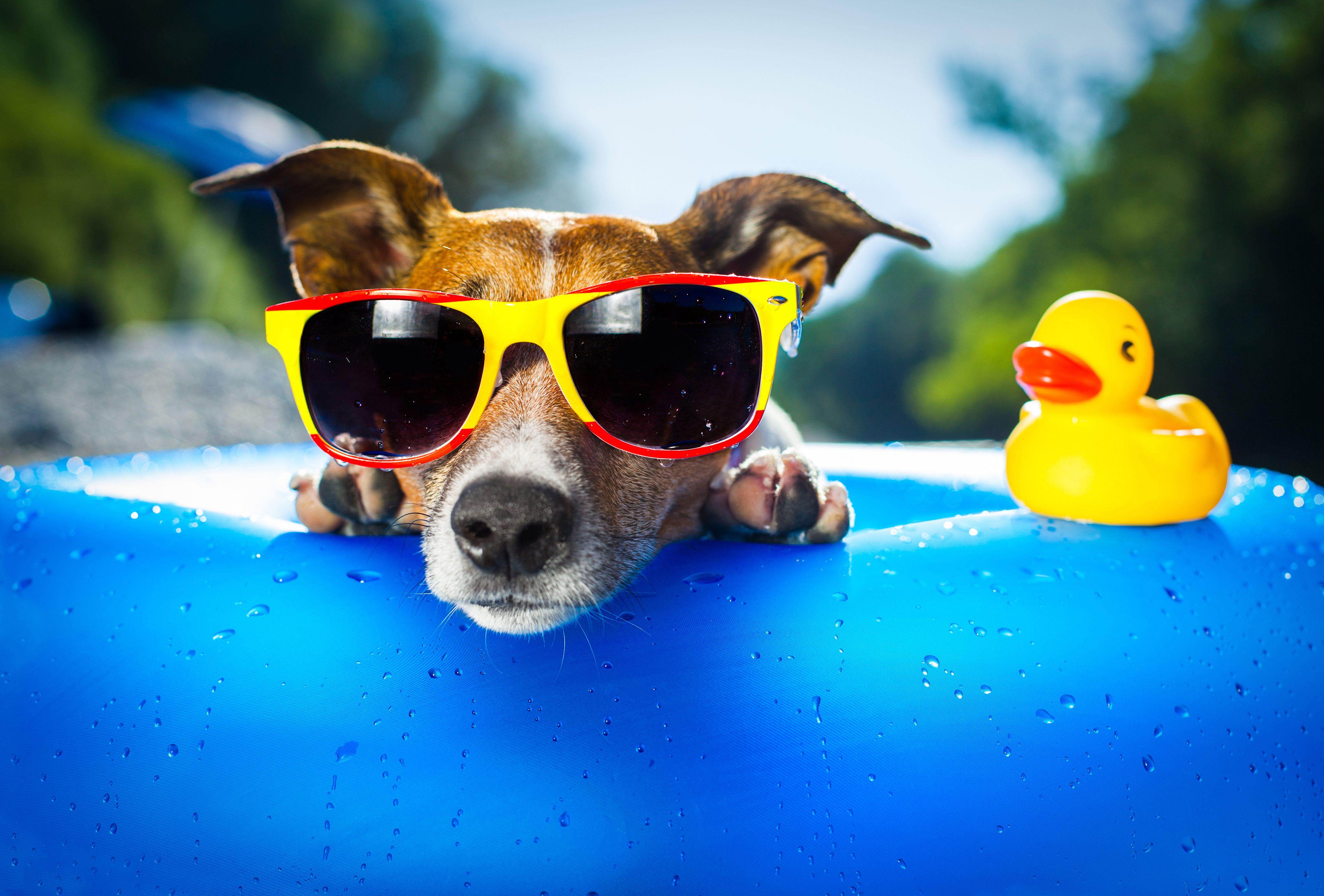 5142x3479 Dog Wearing Sunglasses, HD Animals, 4k Wallpaper, Image, Background, Photo and Picture