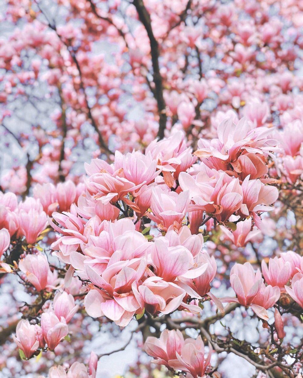 Sakura Flower HD Wallpapers - Top Free Sakura Flower HD Backgrounds ...