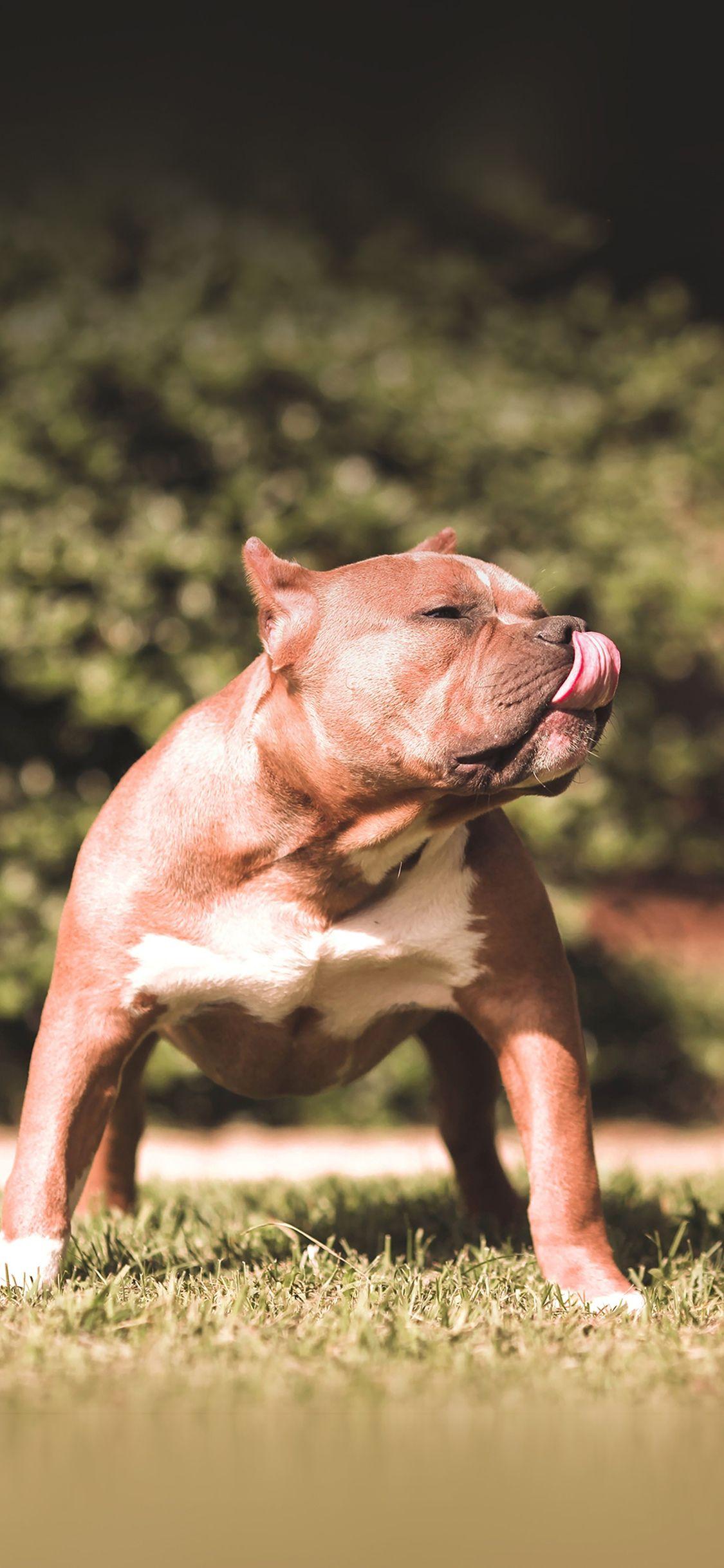 1125x2436 Bad Ass Pitbull iPhone Wallpaper .