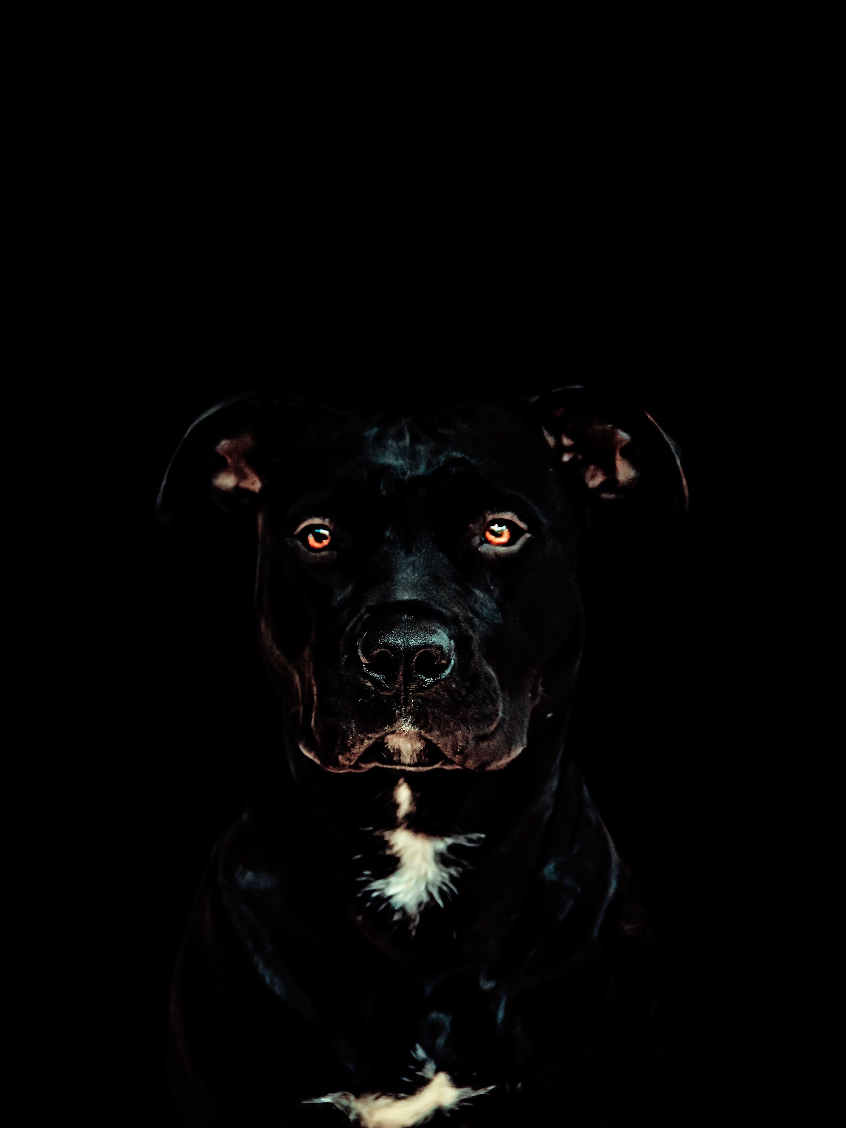 2880x3840 Black Pitbull wallpaper