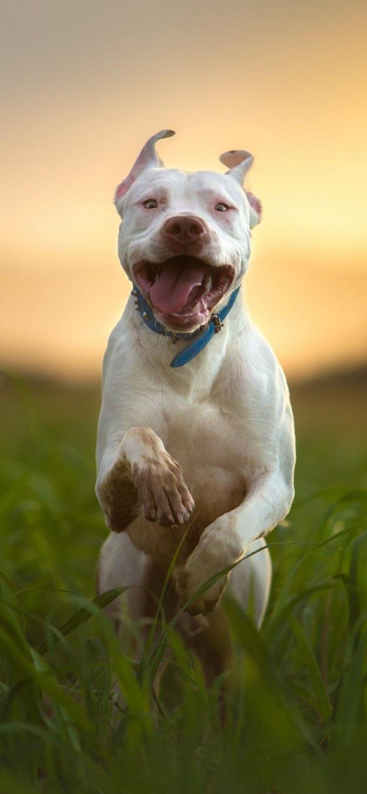 1242x2688 Pitbull Dog Breed Running iPhone XS MAX HD 4k Wallpaper, Image, Background, Photo and Picture