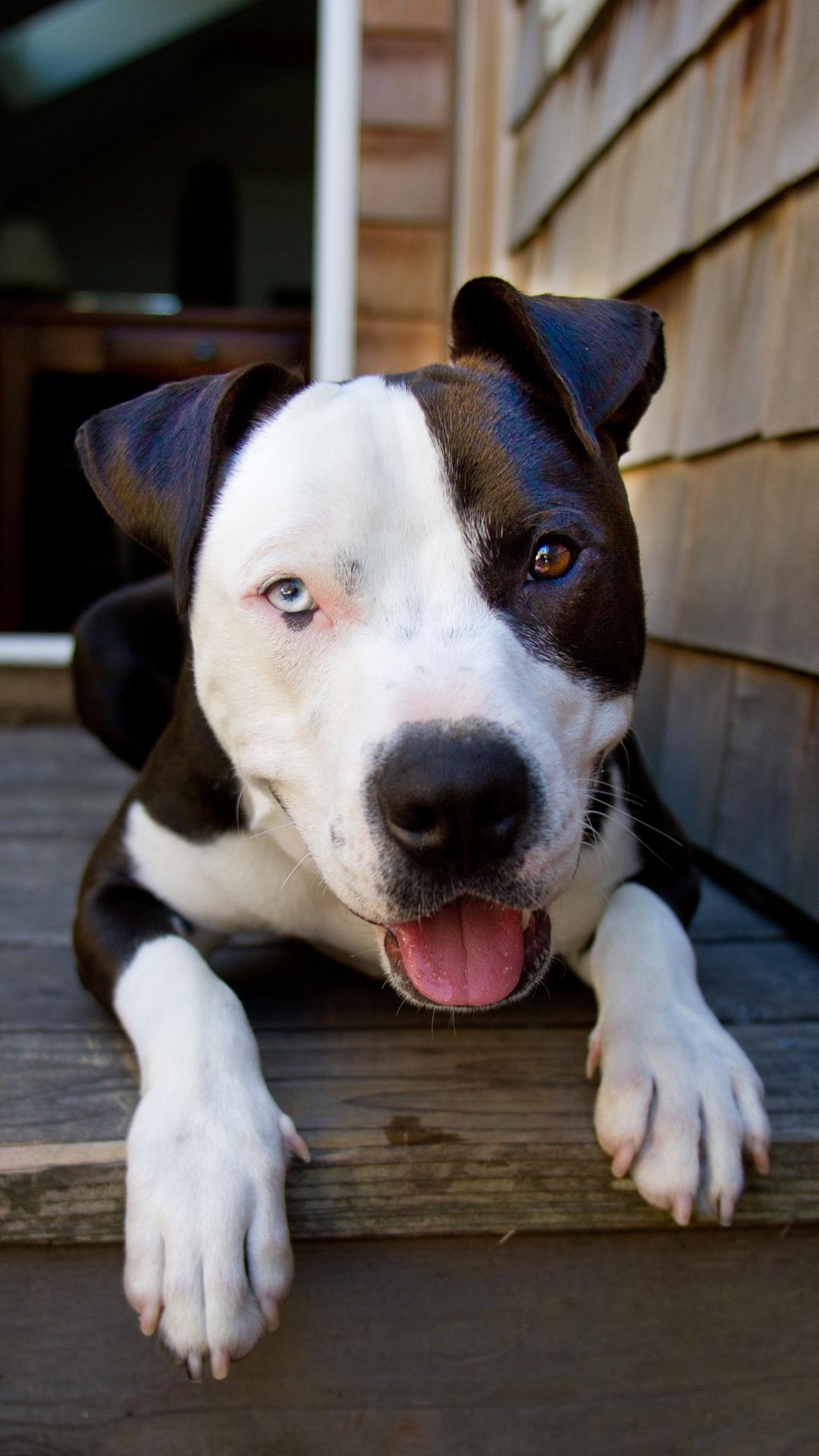 1080x1920 iPhone Pitbull Wallpaper .