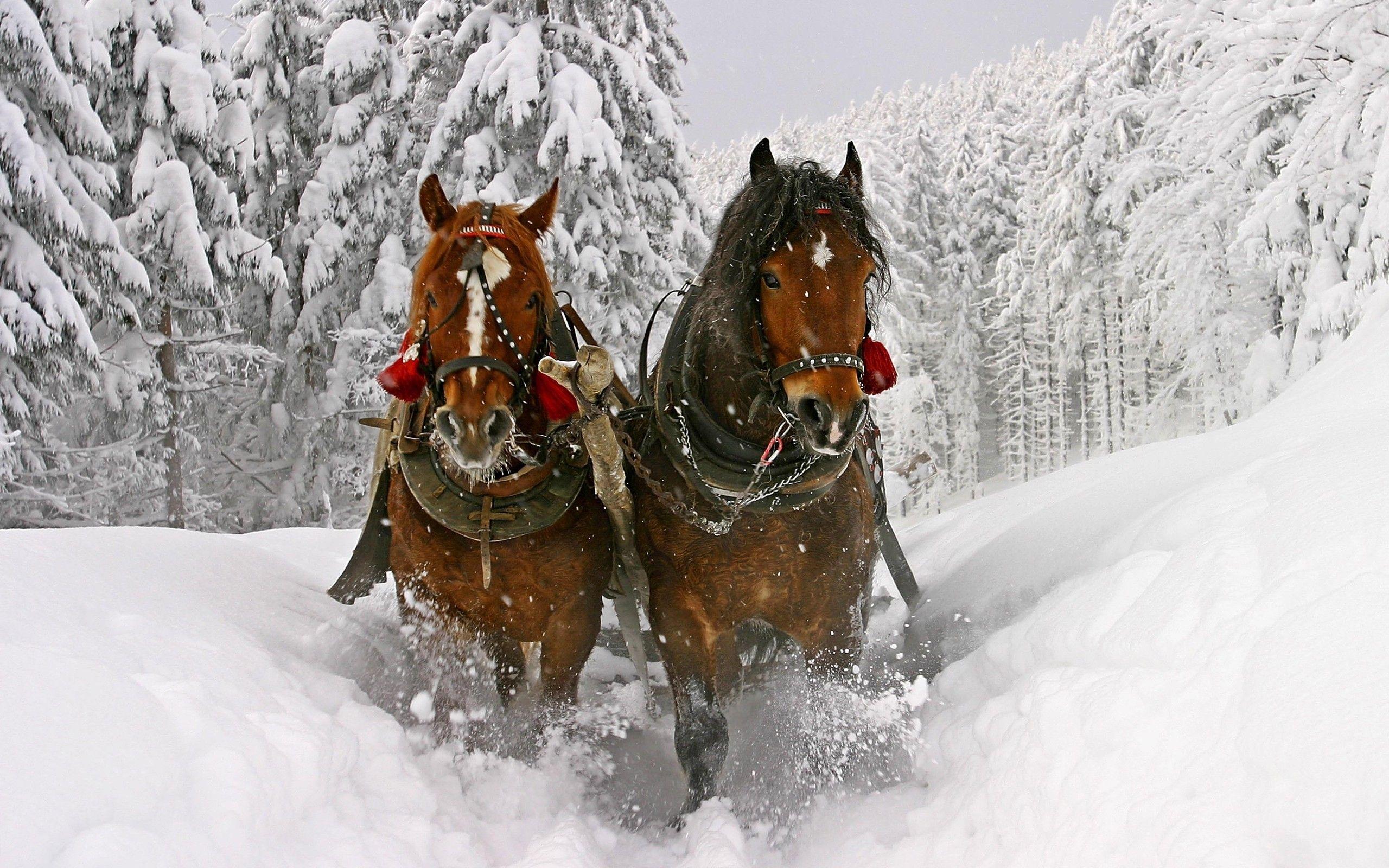 2560x1600 Christmas Horse Wallpaper