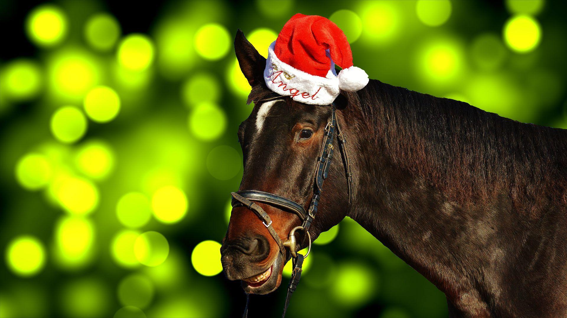 Christmas Horses Wallpapers - Top Free Christmas Horses Backgrounds