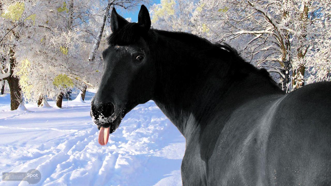 1280x720 Free download horse wallpaper HD horse wallpaper horse desktop wallpaper horse [1280x720] for your Desktop, Mobile & Tablet. Explore Christmas Horses Wallpaper for Computer. Christmas Desktop Free Holiday Wallpaper