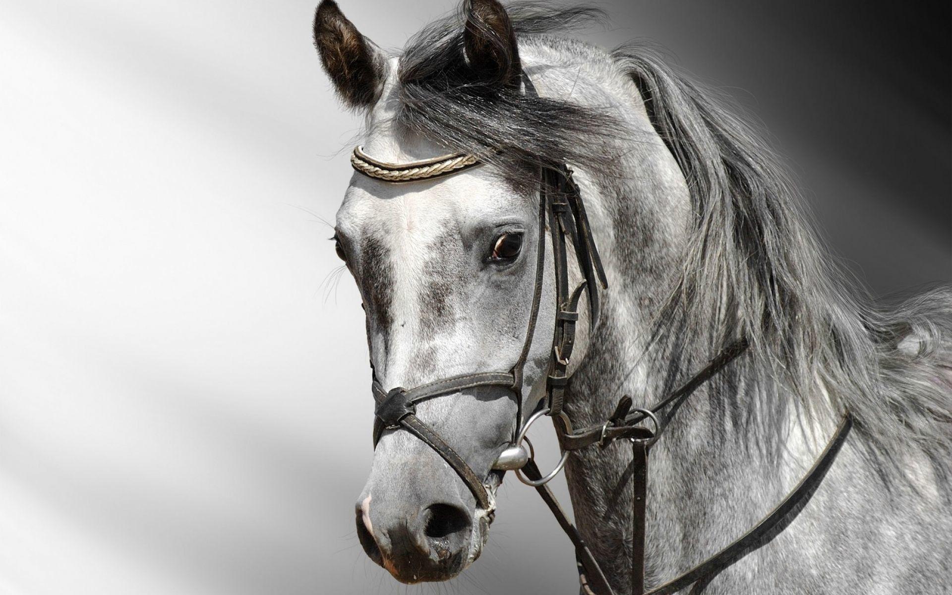 1920x1200 Trends For Full HD Horse Wallpaper Download picture
