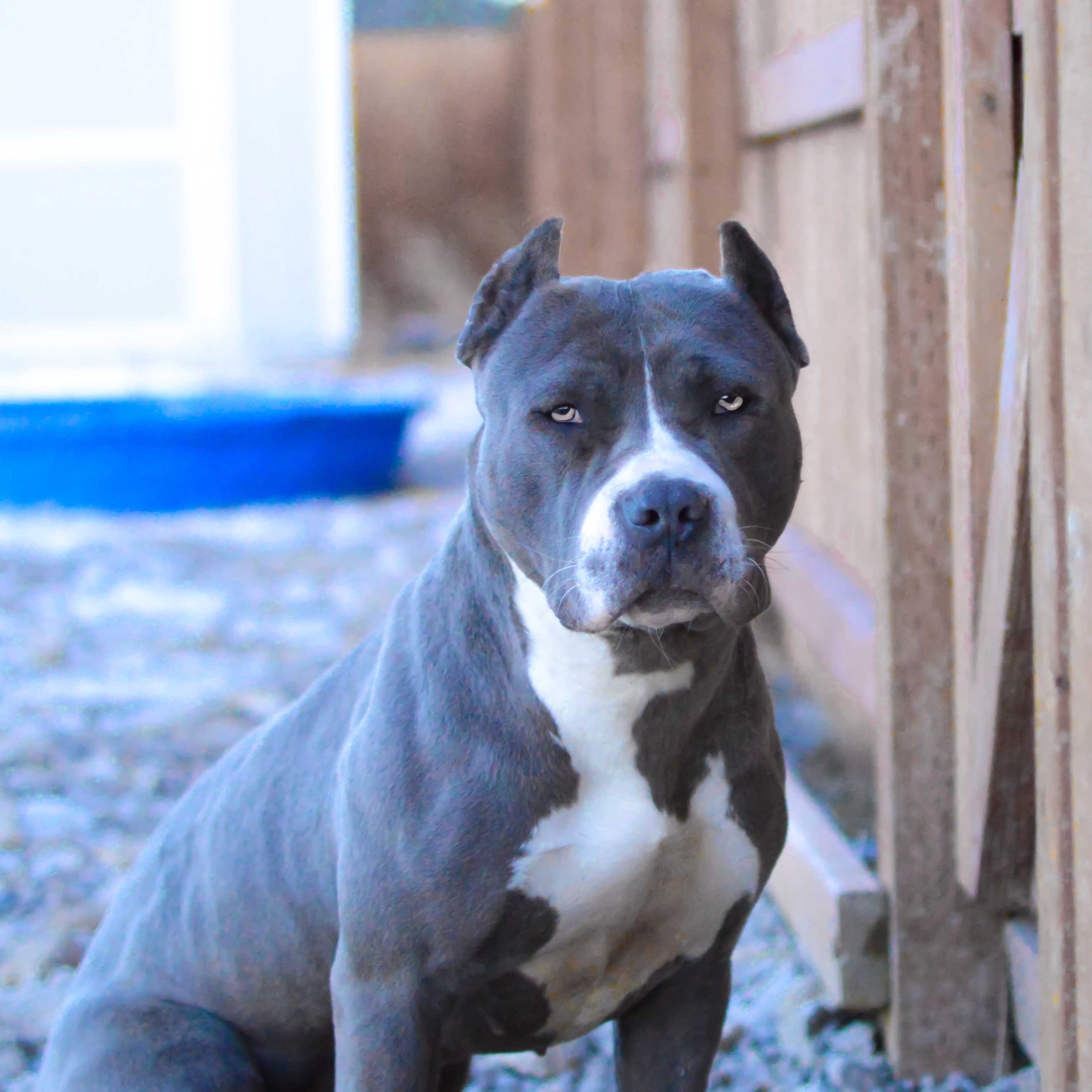 2857x2857 Pitbull Wallpaper