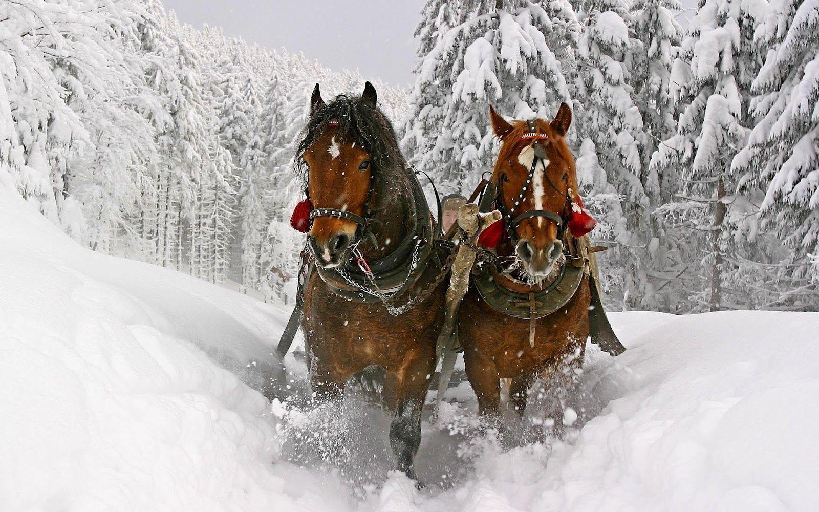 1600x1000 Christmas Horse Wallpaper