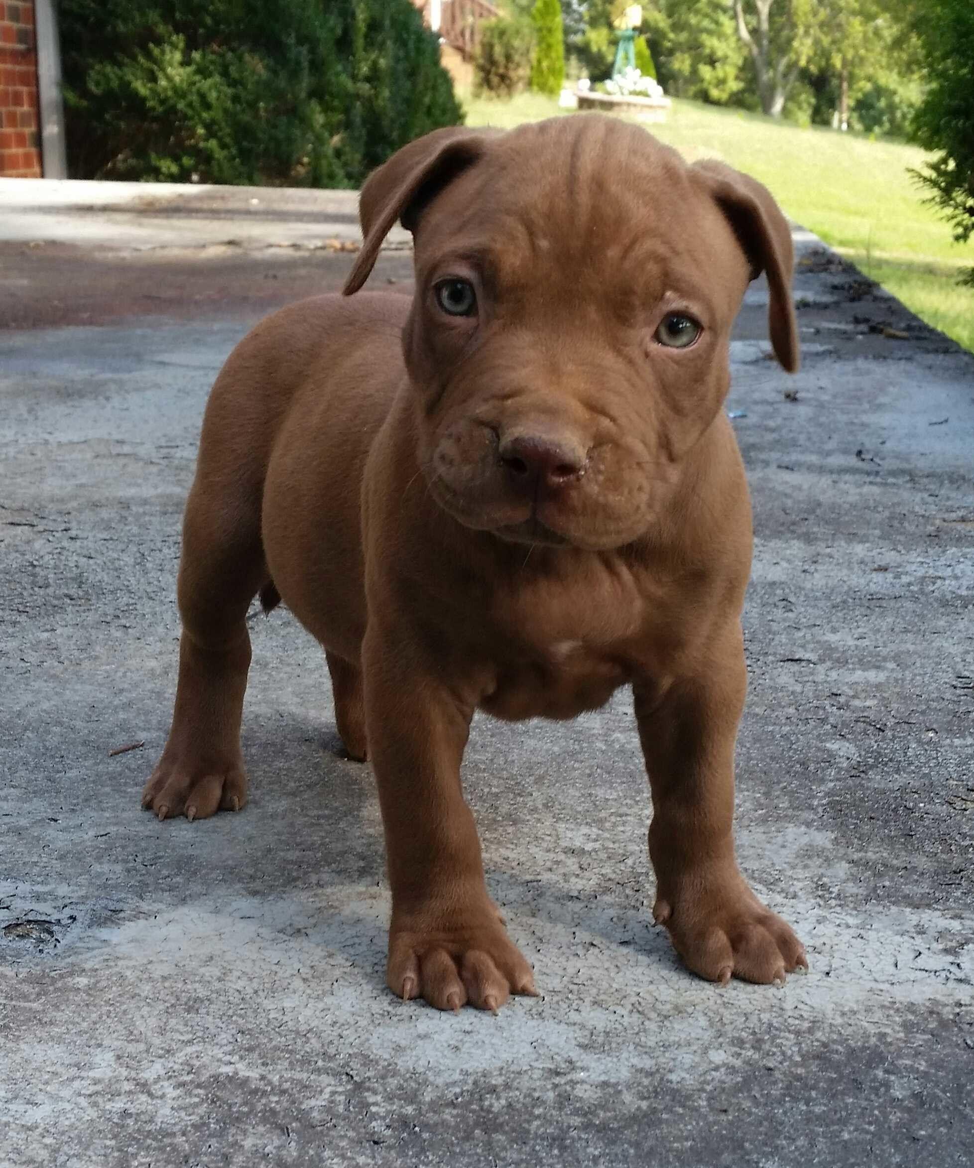 1956x2345 Blue Pitbull wallpaper wallpaper Collections