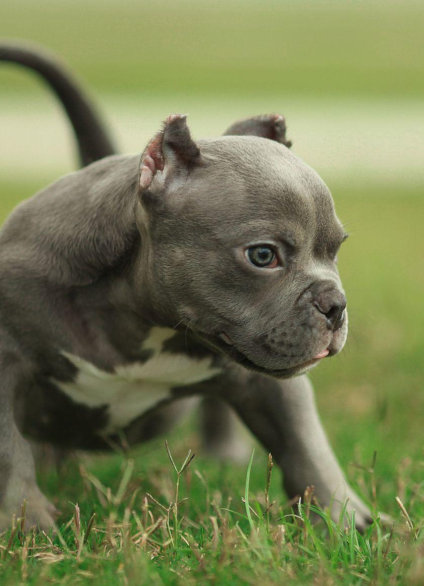 840x1160 Pitbull Dog Wallpaper For iPhone
