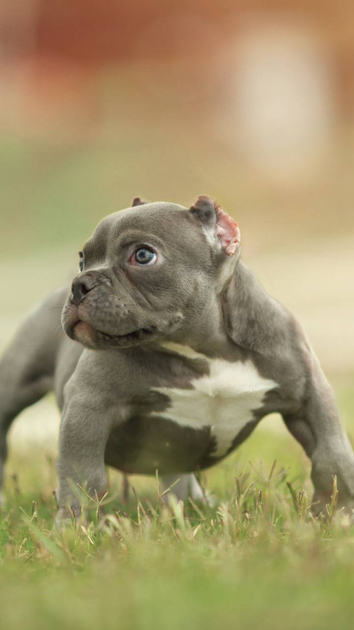 720x1280 Pitbull Puppy wallpaper