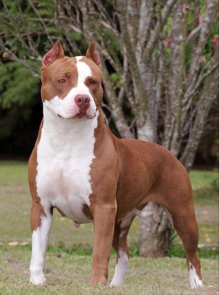 885x1193 Picture Of Pitbull Dogs Wallpaper HD Base Desktop Background