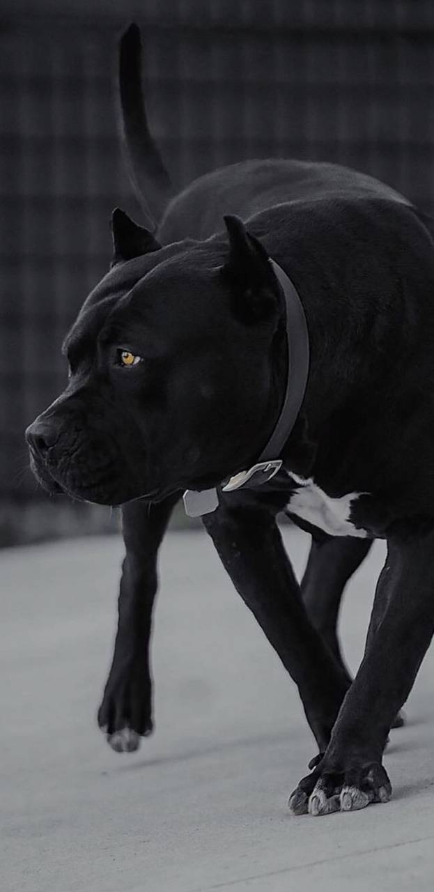623x1280 Black Pitbull Wallpaper