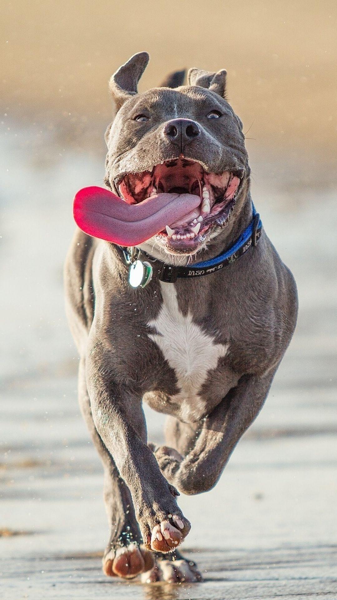 1080x1920 ScreenBeauty. pit bull terrier, run, protruding tongue. Animals & Birds