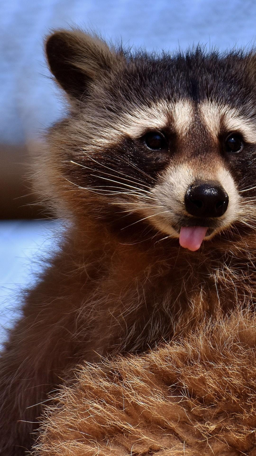 1080x1920 Raccoon wallpaper wallpaper Collections