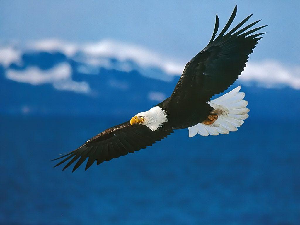1024x768 Eagle Wallpaper Desktop. Nice Pics Gallery