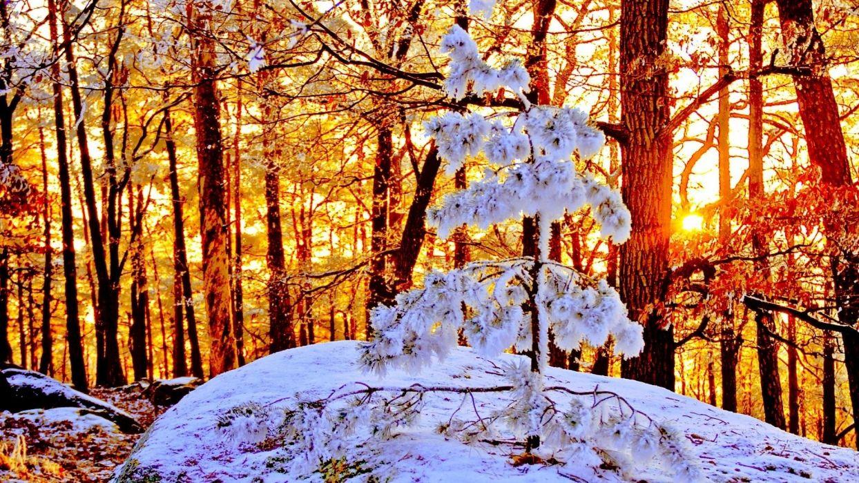 1244x700 Sunlight At The End Of Winter Wallpaperx1080