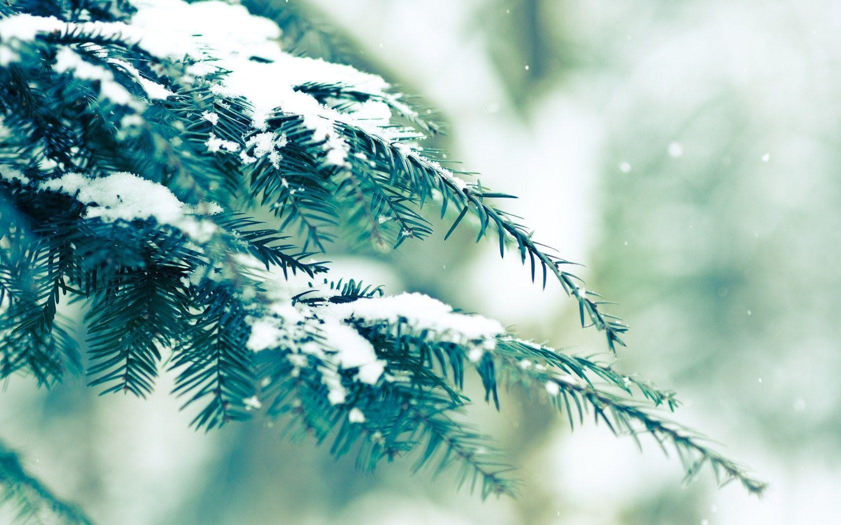 1680x1050 Winter Tree Wallpaper