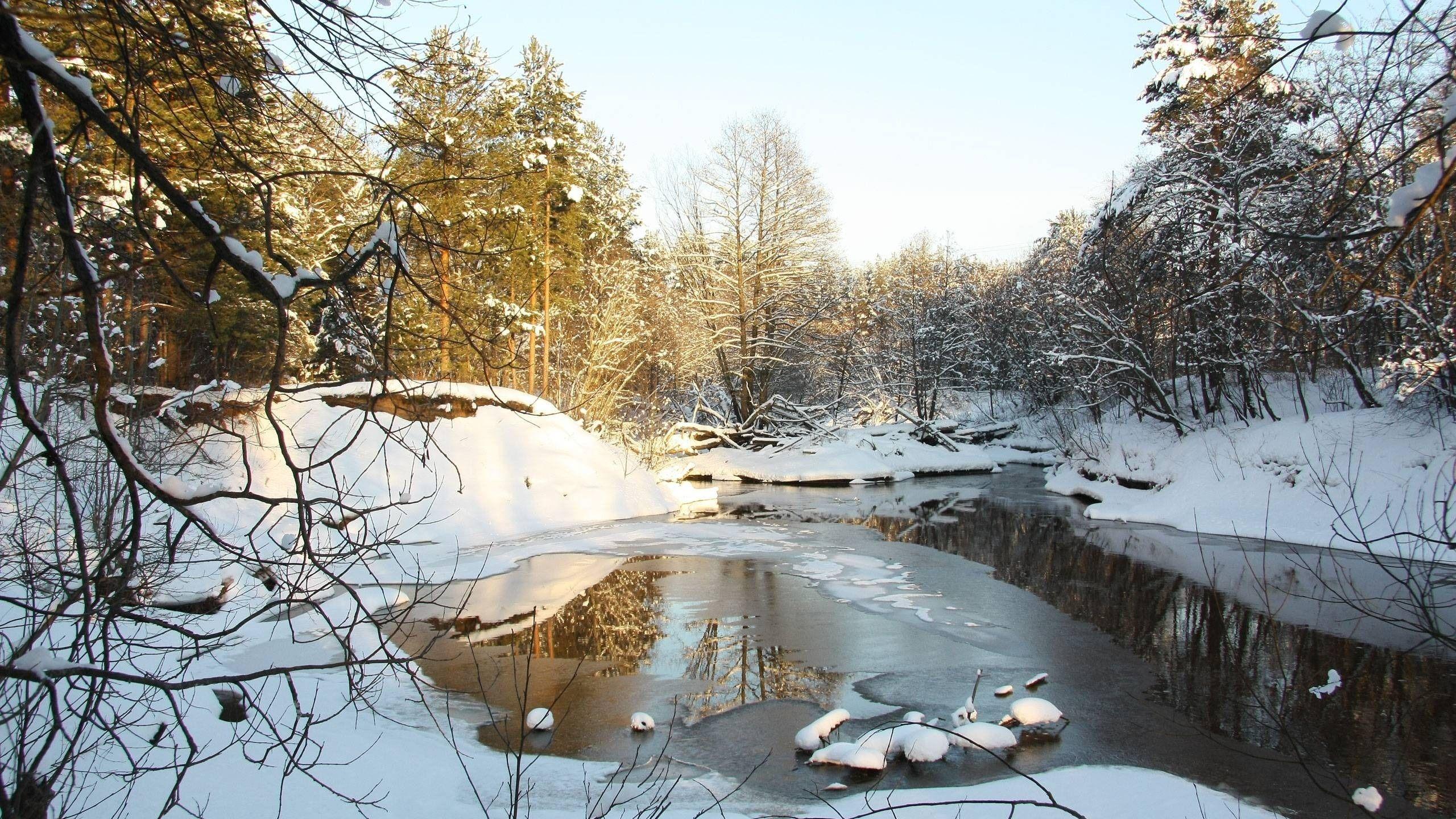 2560x1440 Wallpaper Nature trees snow in winter 2560x1600 HD Picture, Image