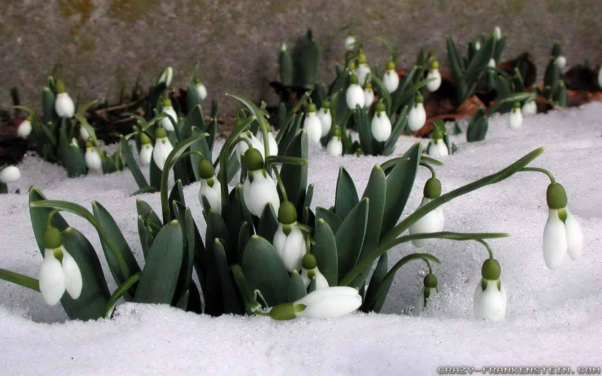 1920x1200 Winter Flowers wallpaper