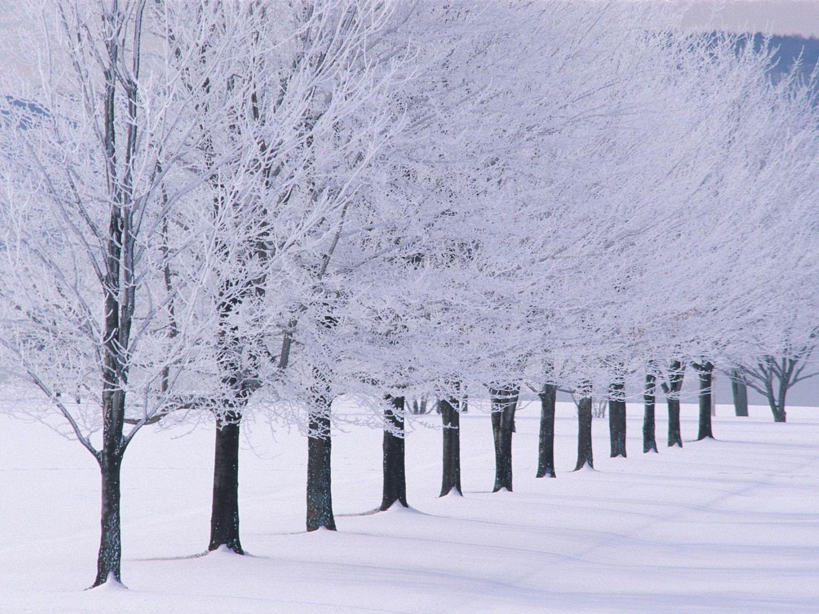 1600x1200 Winter High Resolution Wallpaper