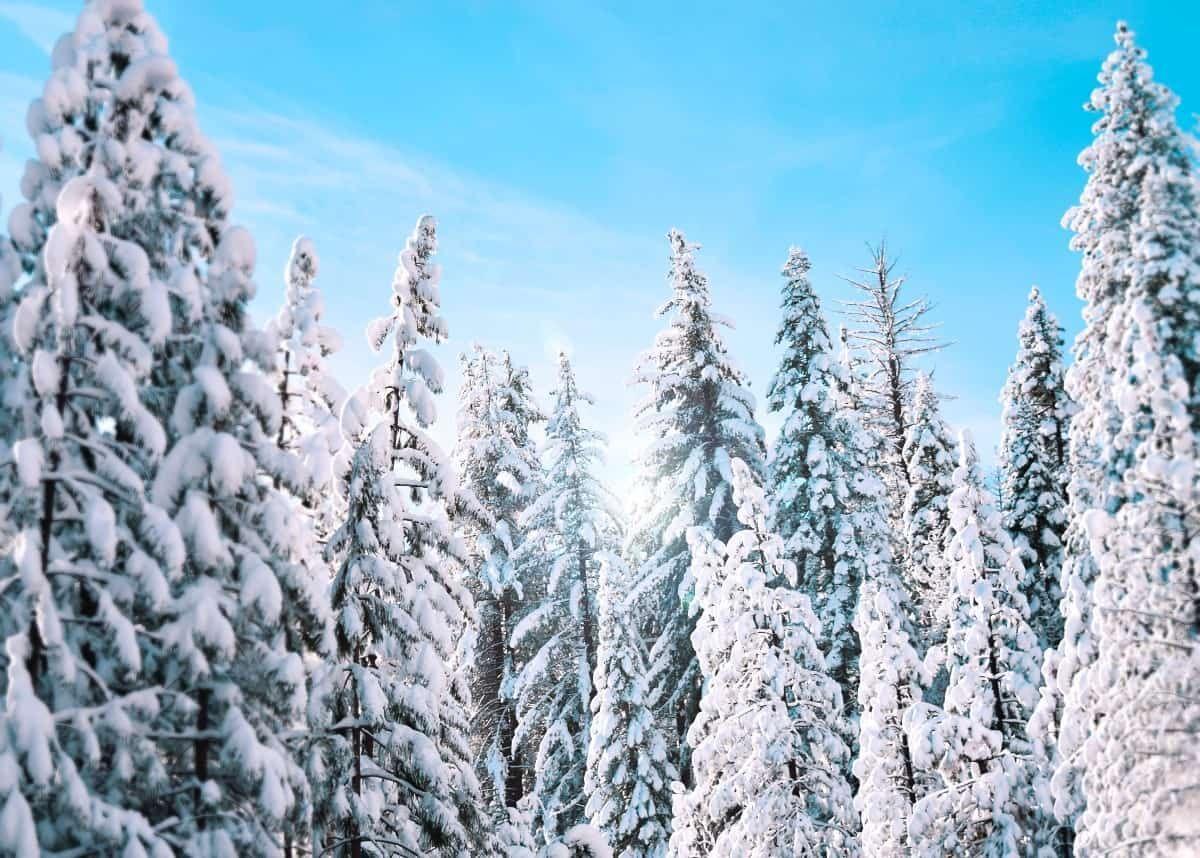 1200x858 Beautiful Winter Wallpaper all About Snow, Frost, and Ice. Snow captions for instagram, Winter picture, Photo