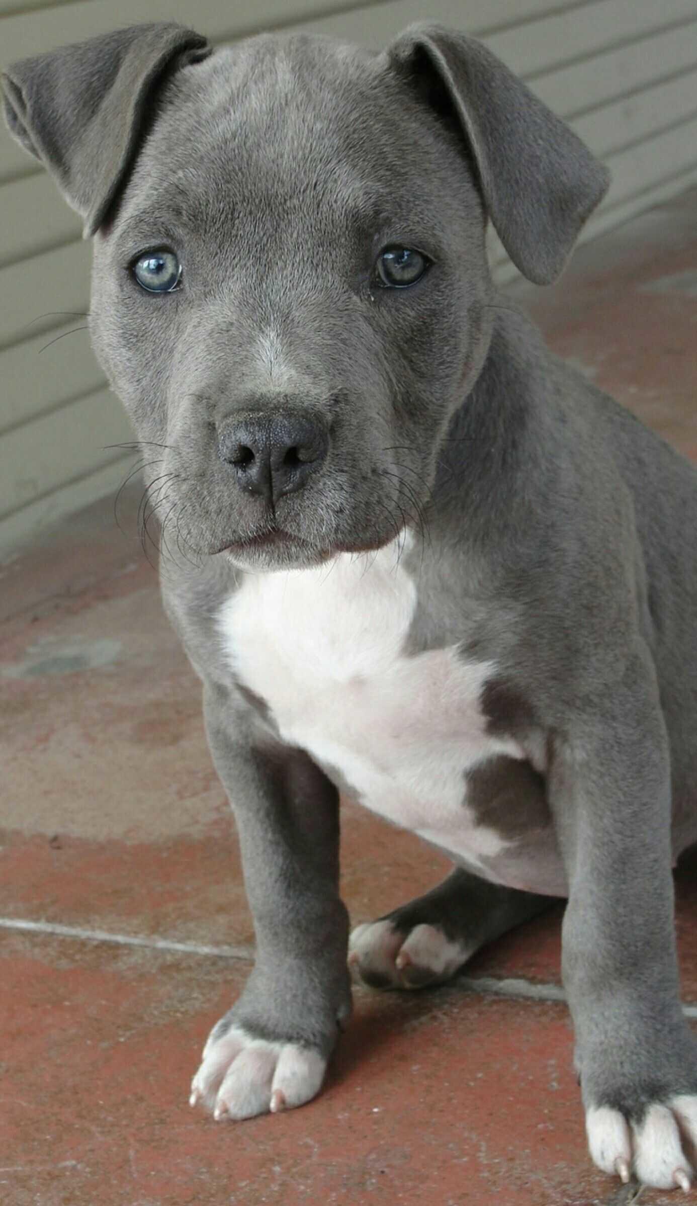 1386x2398 Blue Nose Pit Wallpaper