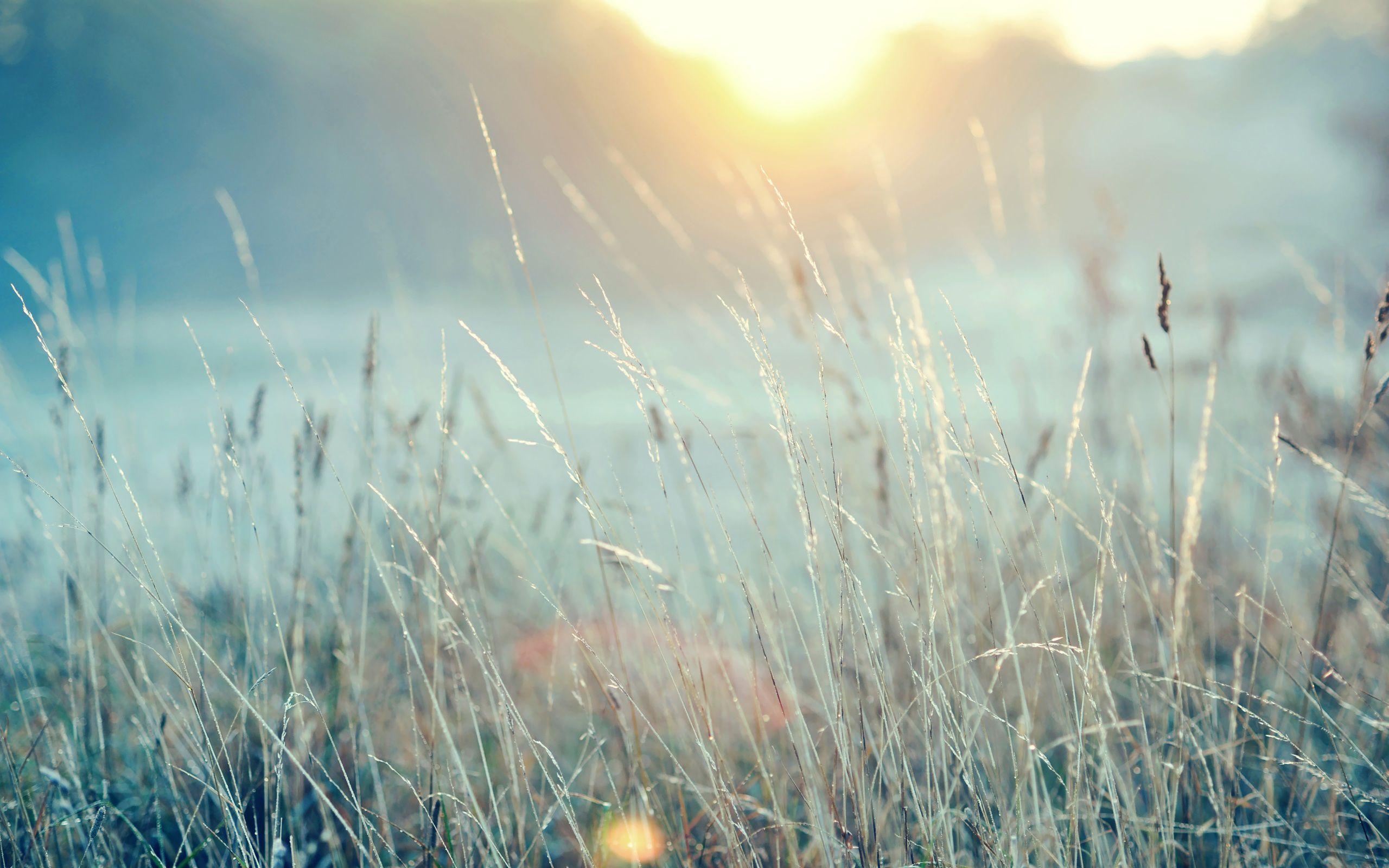 2560x1600 The end of spring grass Desktop wallpaper 1680x1050