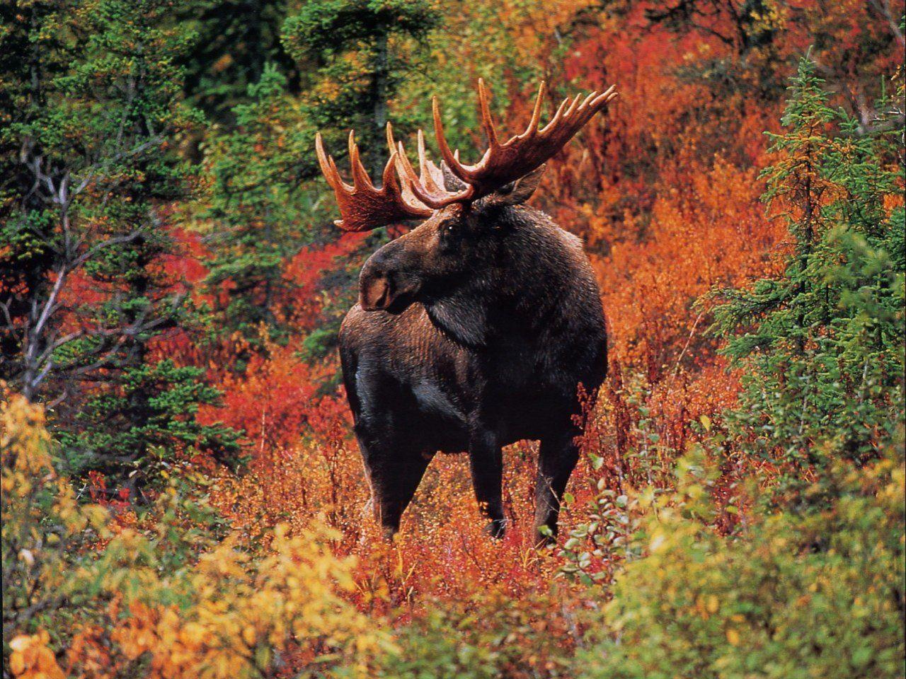 1280x960 Moose Fall Desktop Wallpaper. Moose Wallpaper, Bull Moose Wallpaper and Xmas Moose Wallpaper