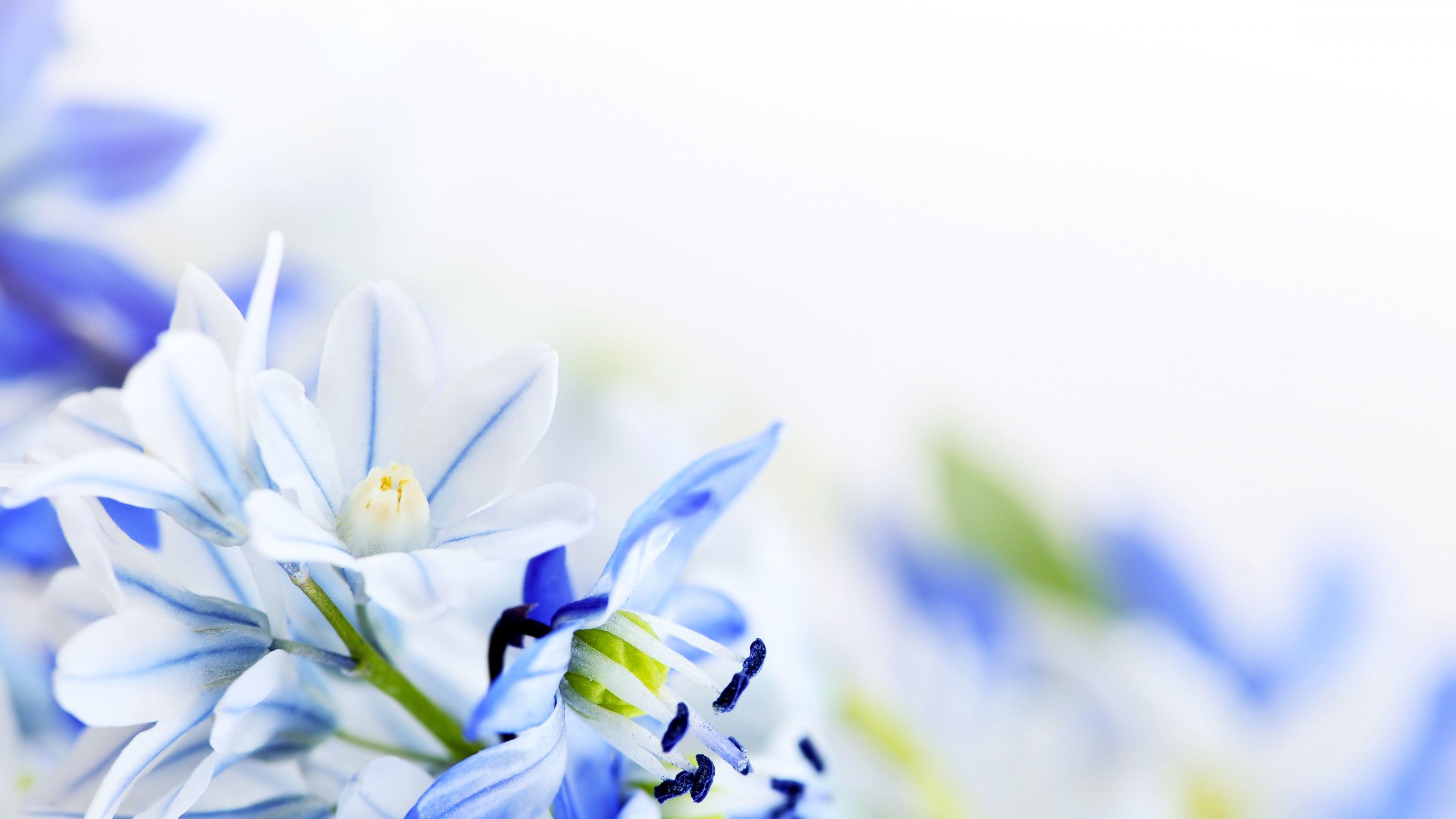 3840x2160 Real 4K Desktop Wallpaper Download. Spring flowers background, Lily of the valley flowers, Flower background