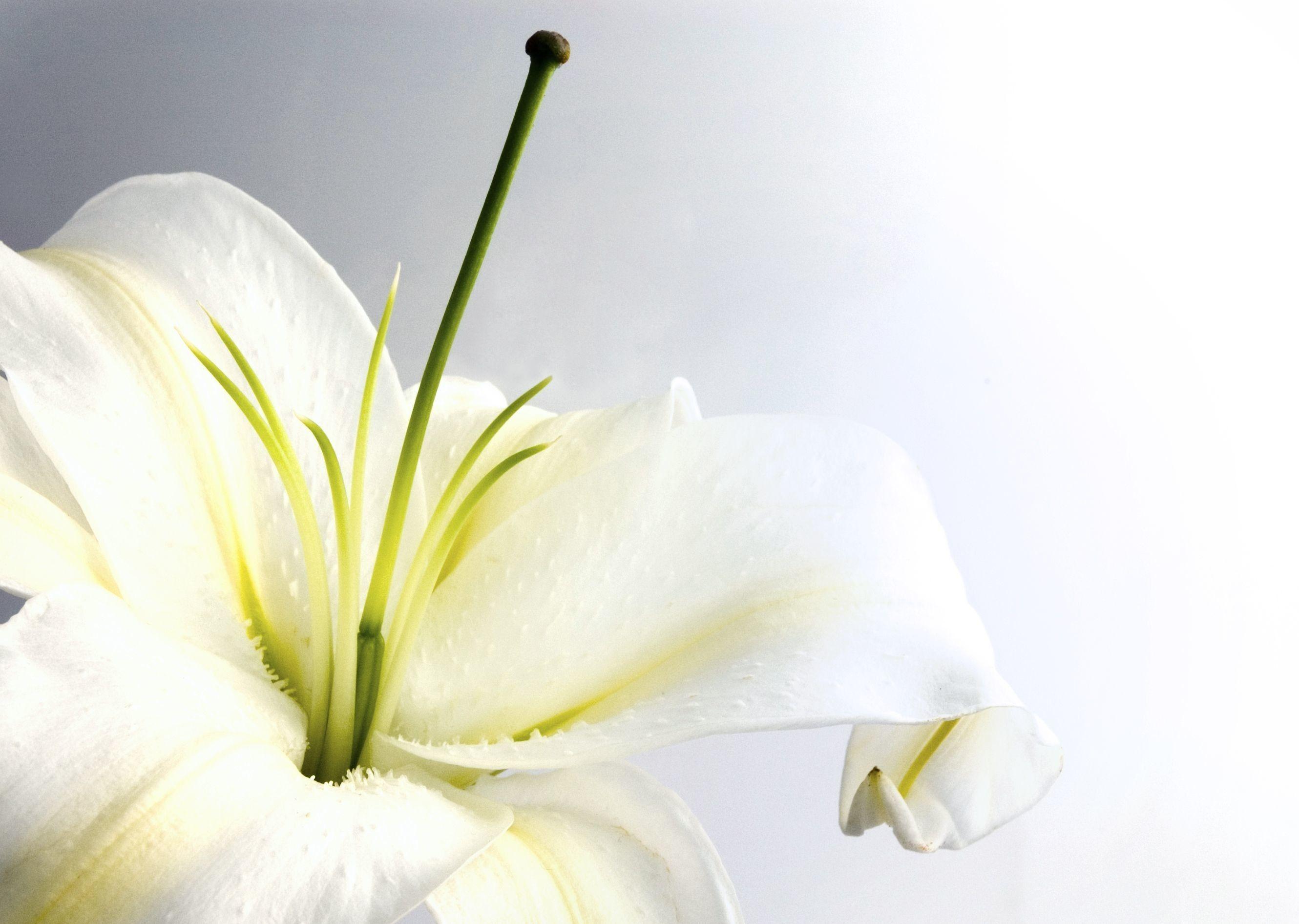 2660x1892 Funeral Flowers Wallpaper .