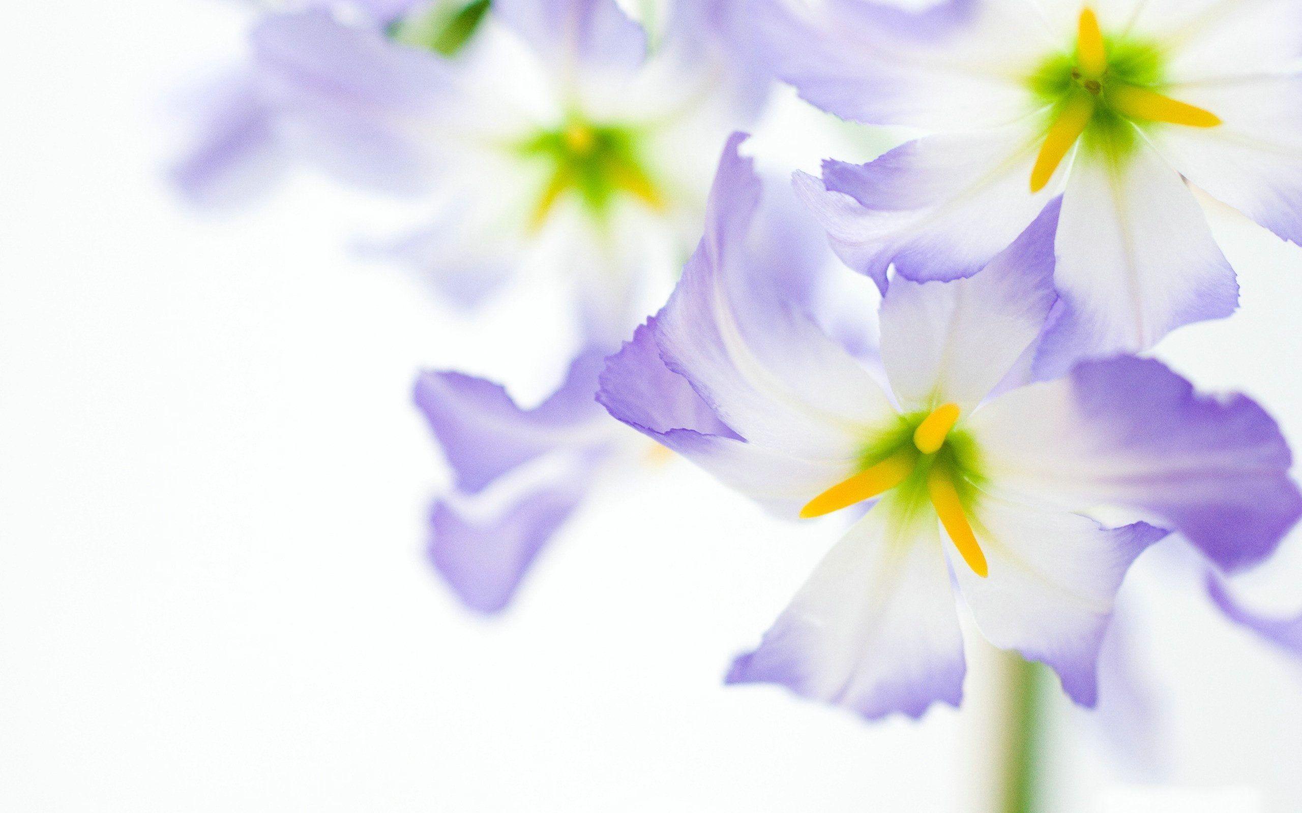 2560x1600 Free download Purple Flower White Background [2560x1600] for your Desktop, Mobile & Tablet. Explore Purple Flower White Background. Purple Flower White Background, Purple Flower Background, Purple Flower Wallpaper