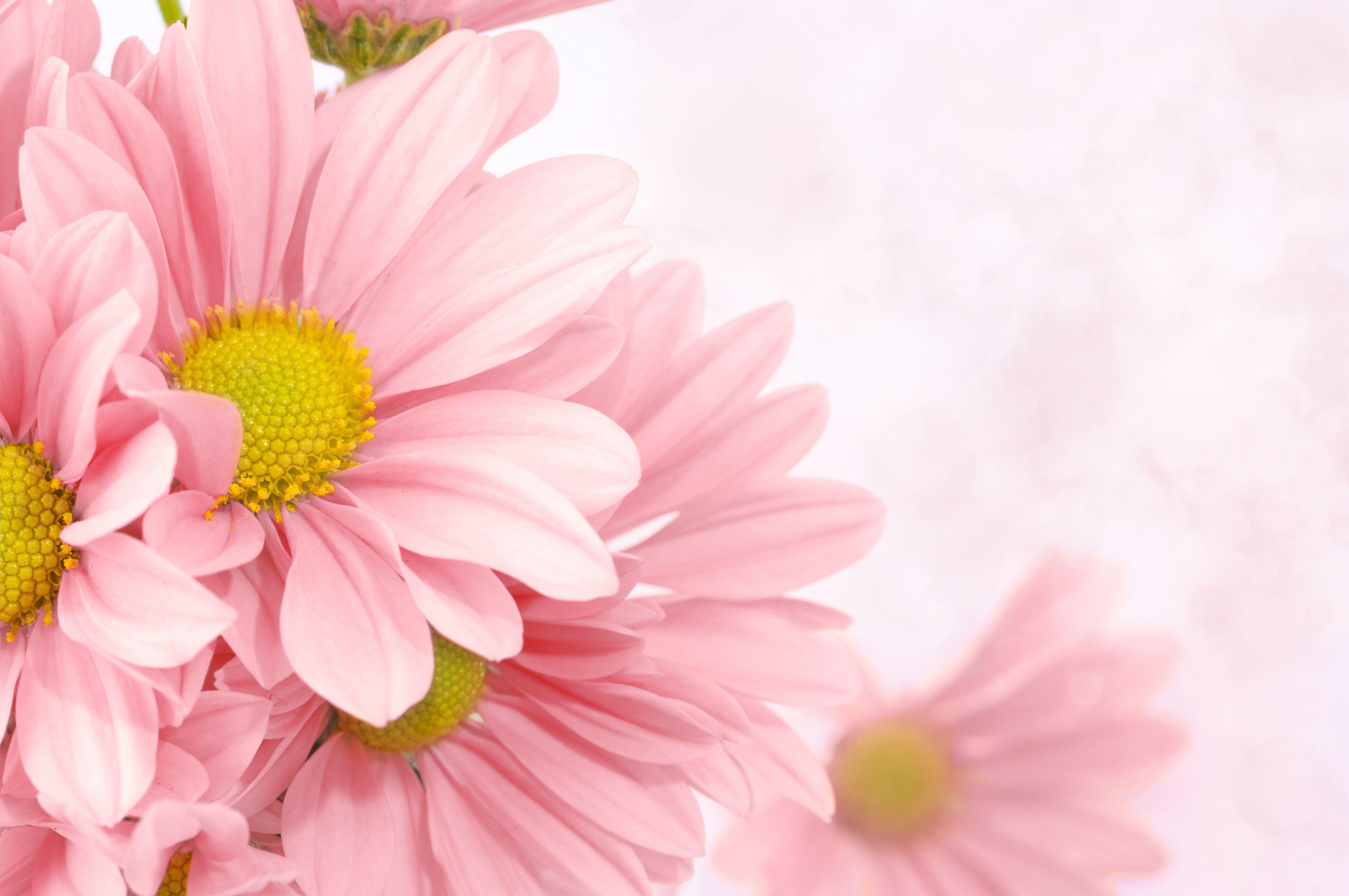 5000x3321 Free Obituary Background