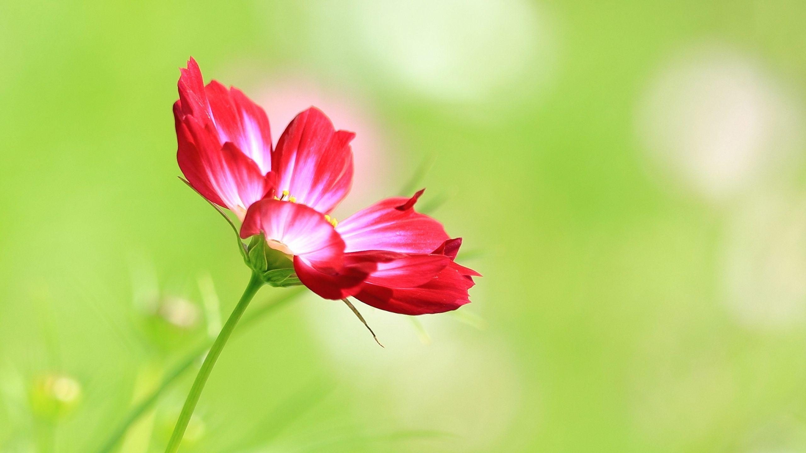 2560x1440 Trends Ideas Single Flower Photo