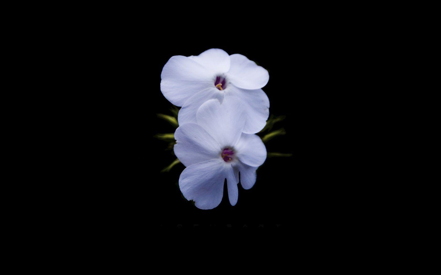 1680x1050 Free download White Flowers on Black Background Wallpaper 268 [1680x1050] for your Desktop, Mobile & Tablet. Explore Black Wallpaper with White Flowers. Large Print Black Flowers Wallpaper, Dark Floral