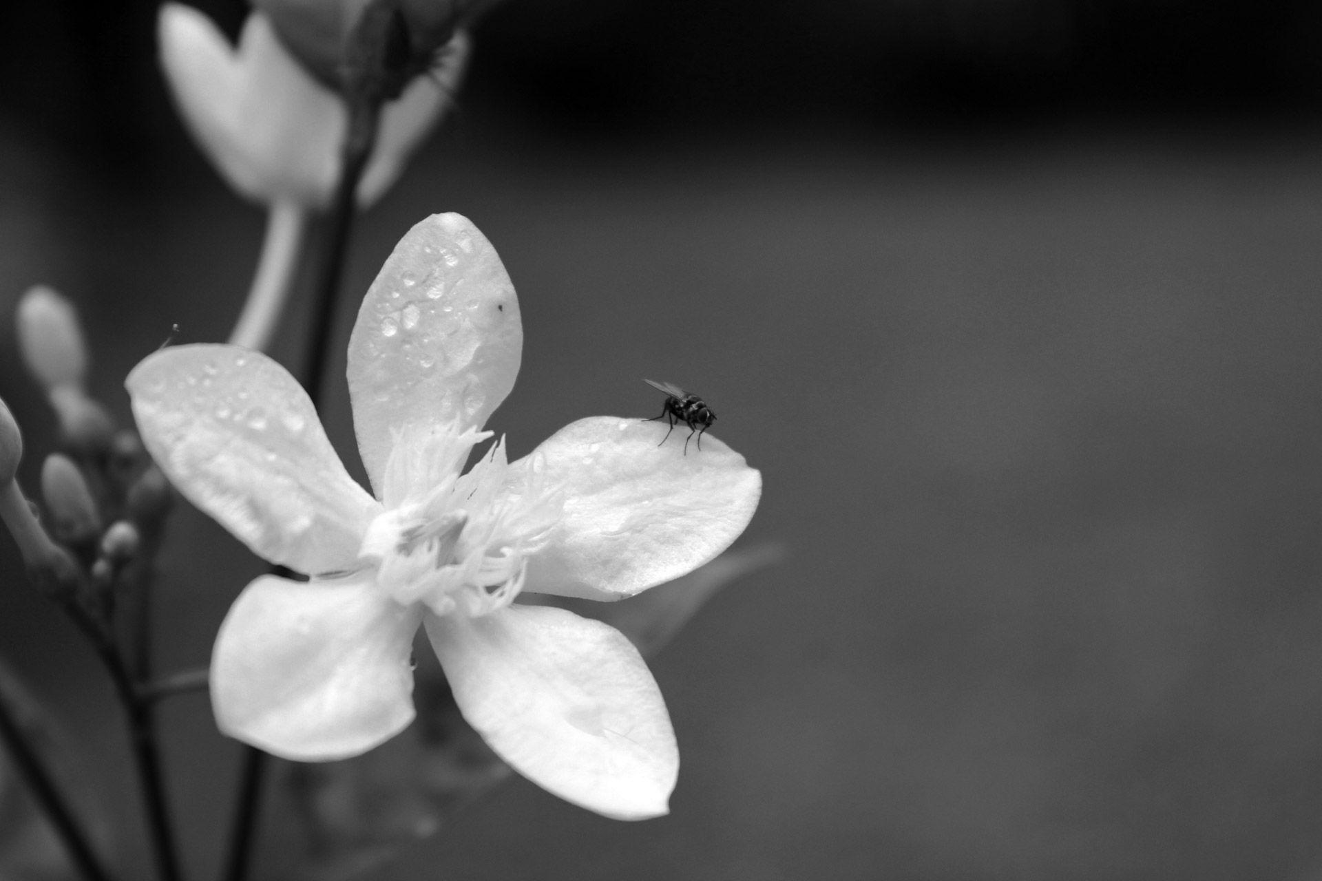 1920x1280 Free download Black And White Flower Background 2 HD Public [1920x1280] for your Desktop, Mobile & Tablet. Explore Black and White Flower Wallpaper. Black Wallpaper with Flowers