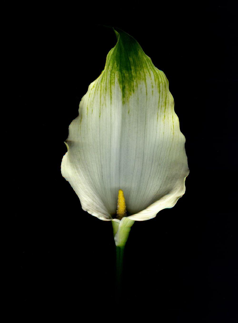1000x1358 Funeral Flower Picture. Download Free Image