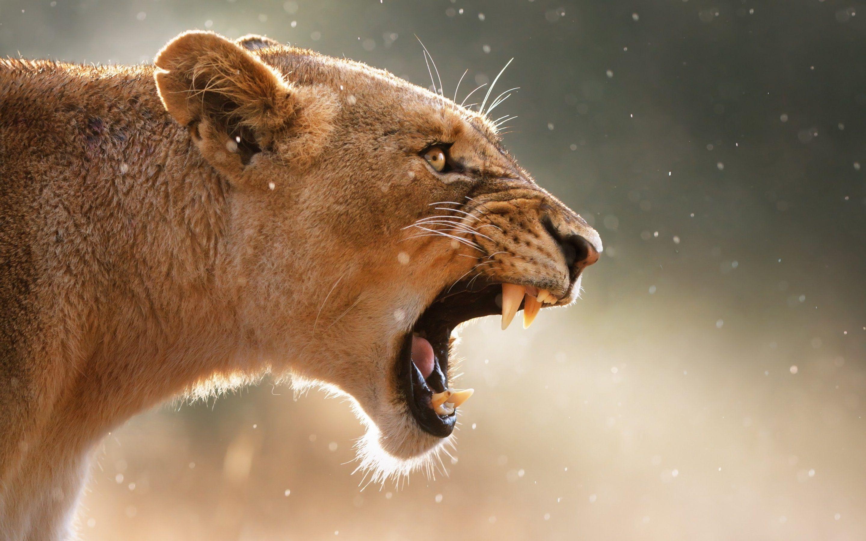 2880x1800 Lion lions predator carnivore cat cats dj wallpaperx1800